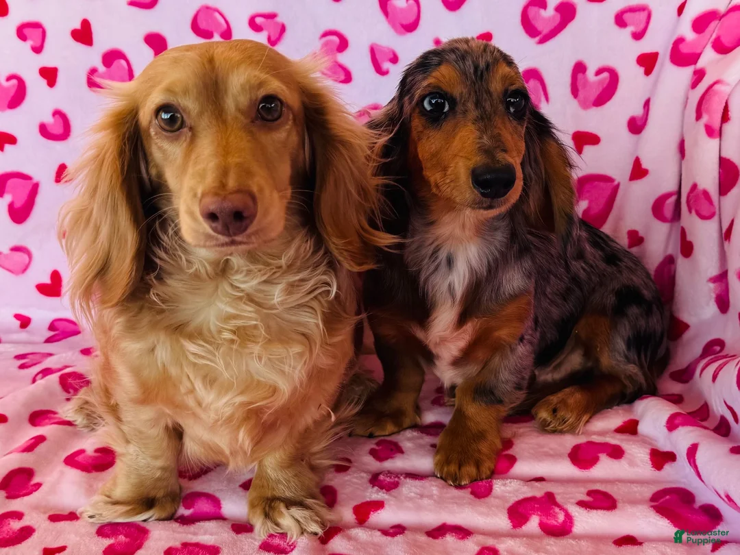 Miniature Dachshund dogs for sale: Boston (Longhair) - Ad 16
