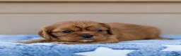 Cavalier King Charles Spaniel dogs for sale: Olive Cavalier King Charles Spaniel  - Ad 1