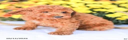 Miniature Poodle dogs for sale: Jerry - Ad 4