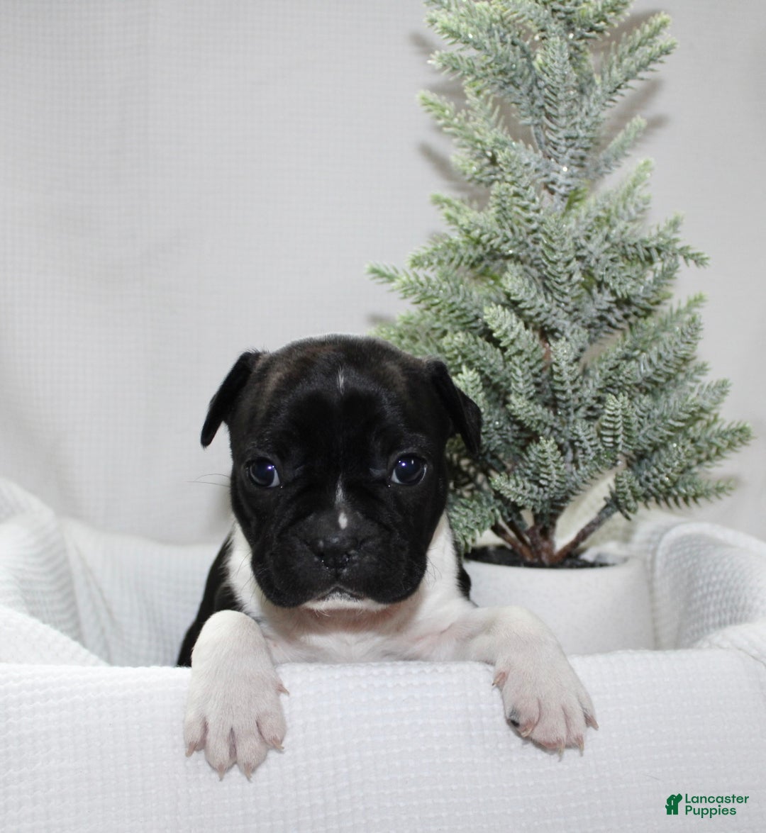 Frenchton dogs for sale: Ross - Ad 5