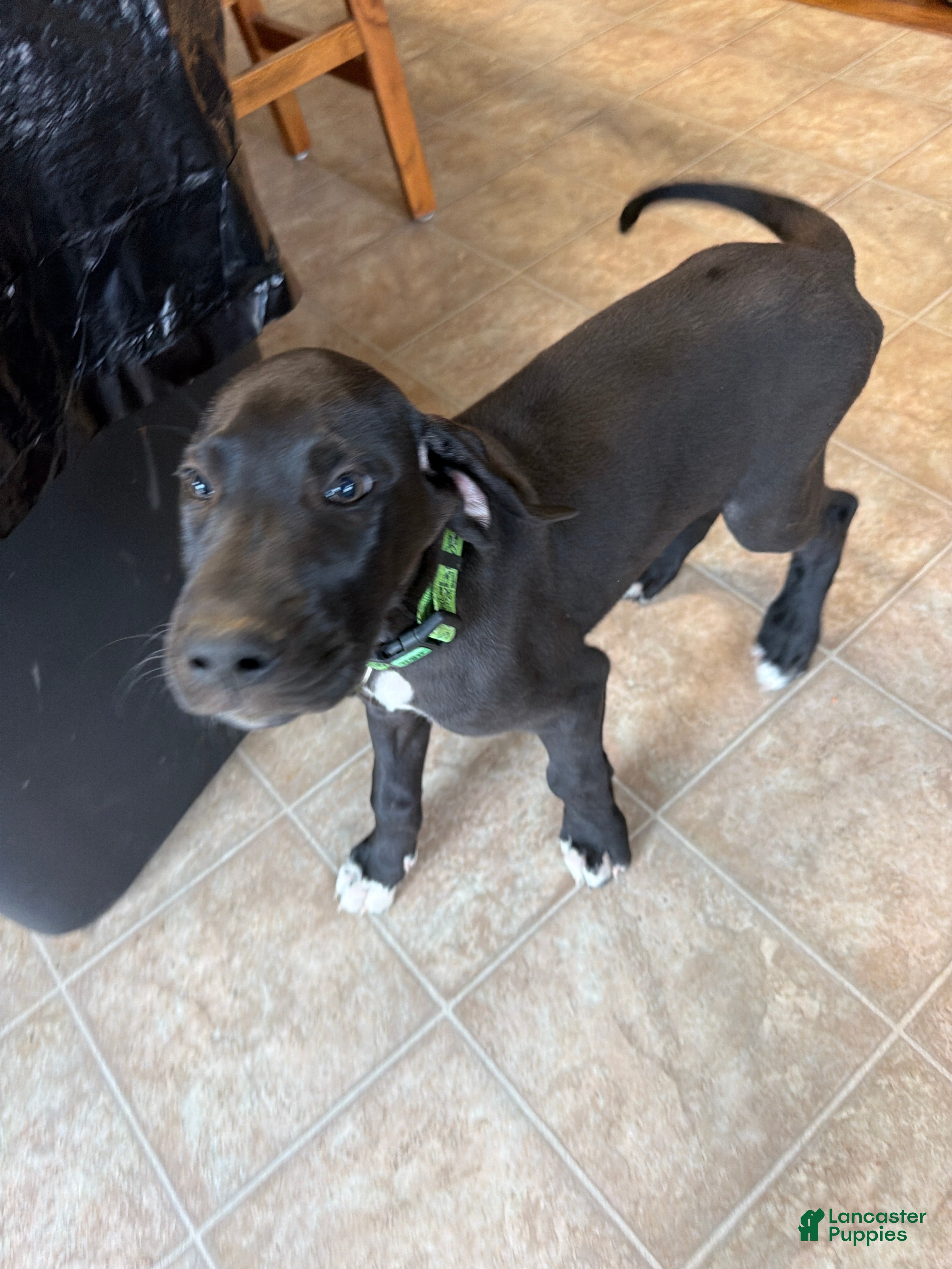 Great Dane dogs for sale: Green bean  - Ad 11