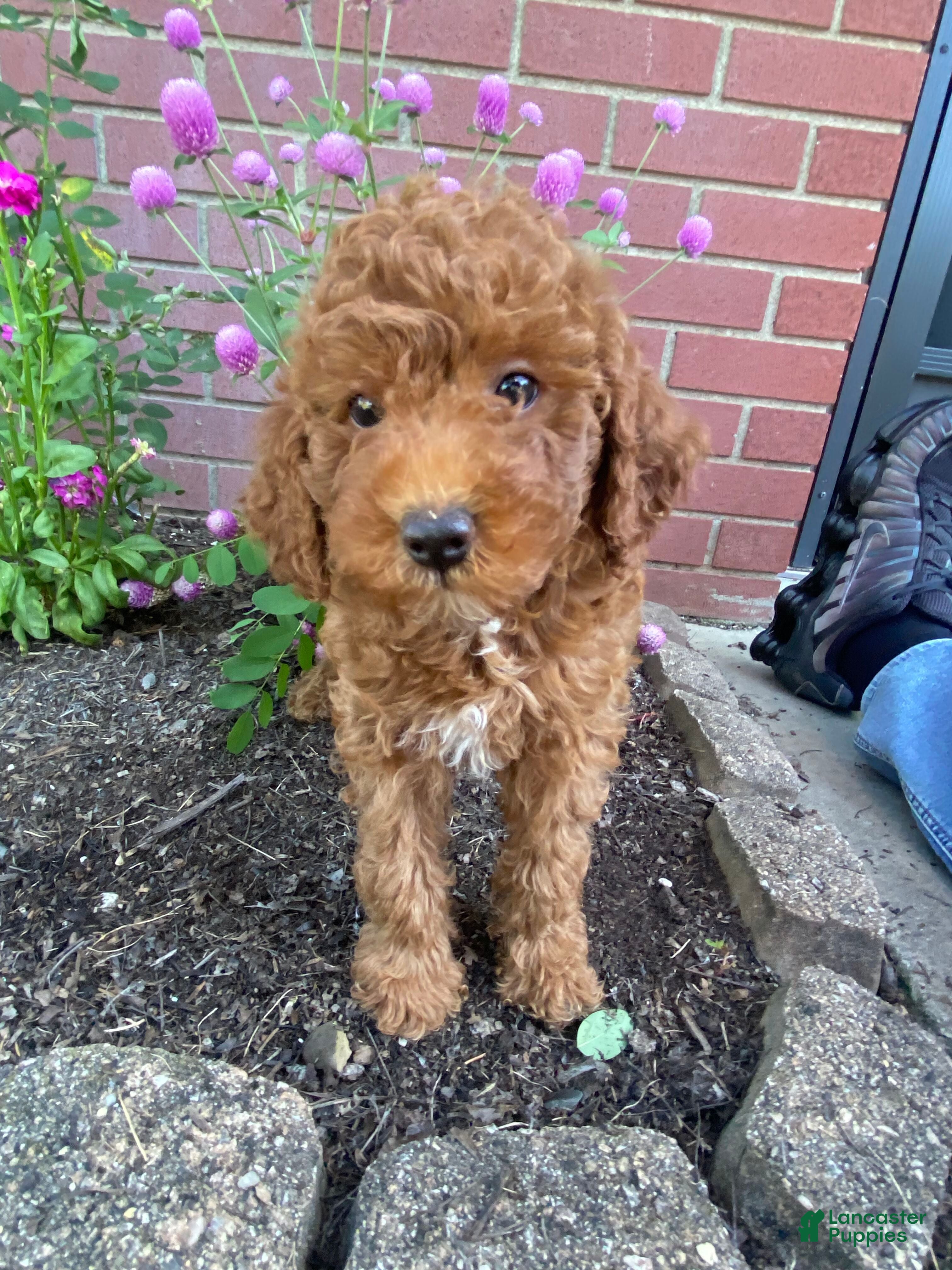 Miniature Poodle dogs Sadie - Ad 2