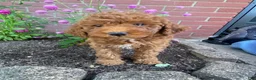 Miniature Poodle dogs for sale: Sadie - Ad 2