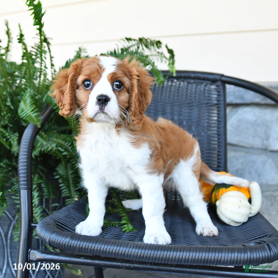 Cavalier King Charles Spaniel dogs Max - Ad 1