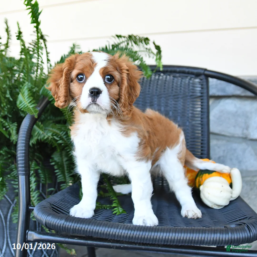 Cavalier King Charles Spaniel dogs for sale: Max - Ad 1