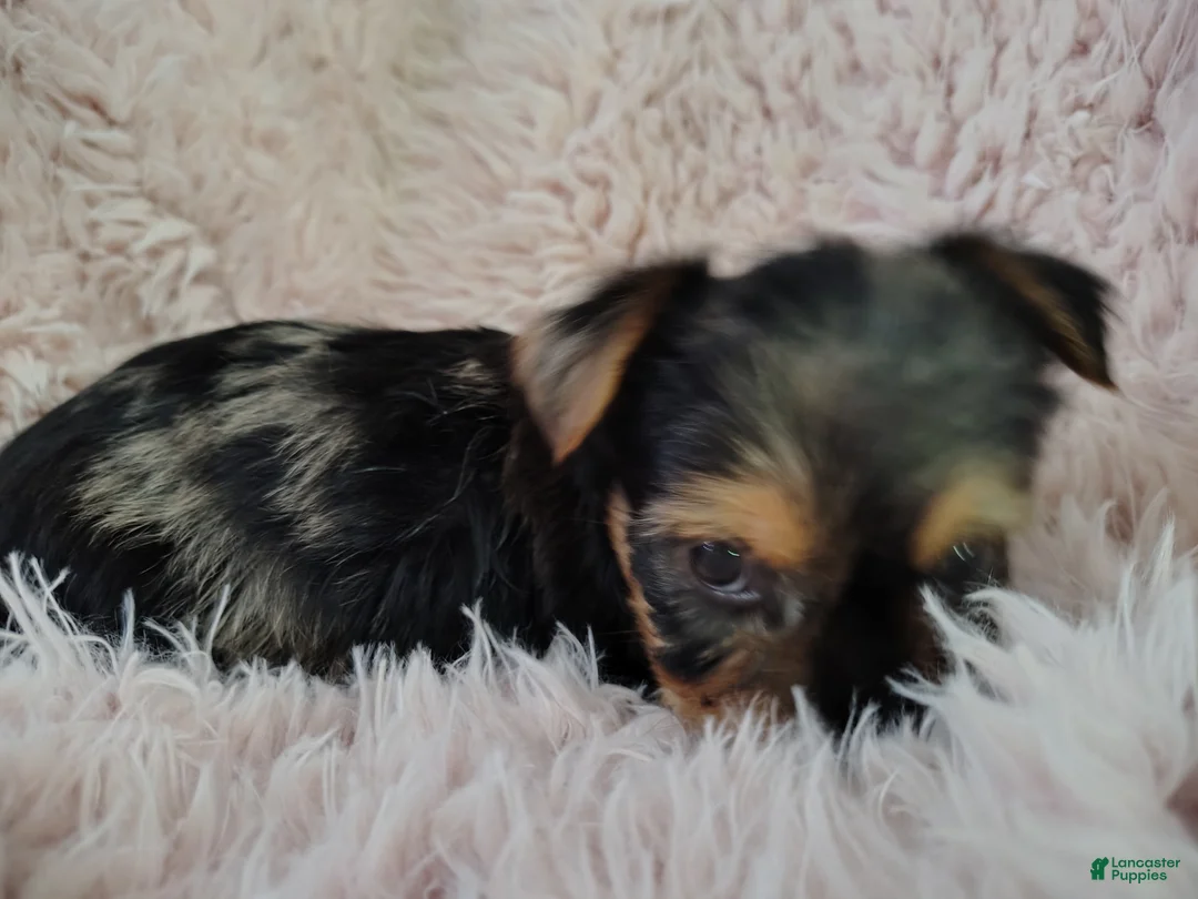 Yorkshire Terrier dogs for sale: Mitzy  - Ad 2