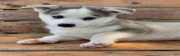 Alaskan Husky dogs for sale: Sabre - Ad 7