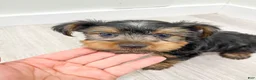 Yorkshire Terrier dogs for sale: Jordan - Ad 7