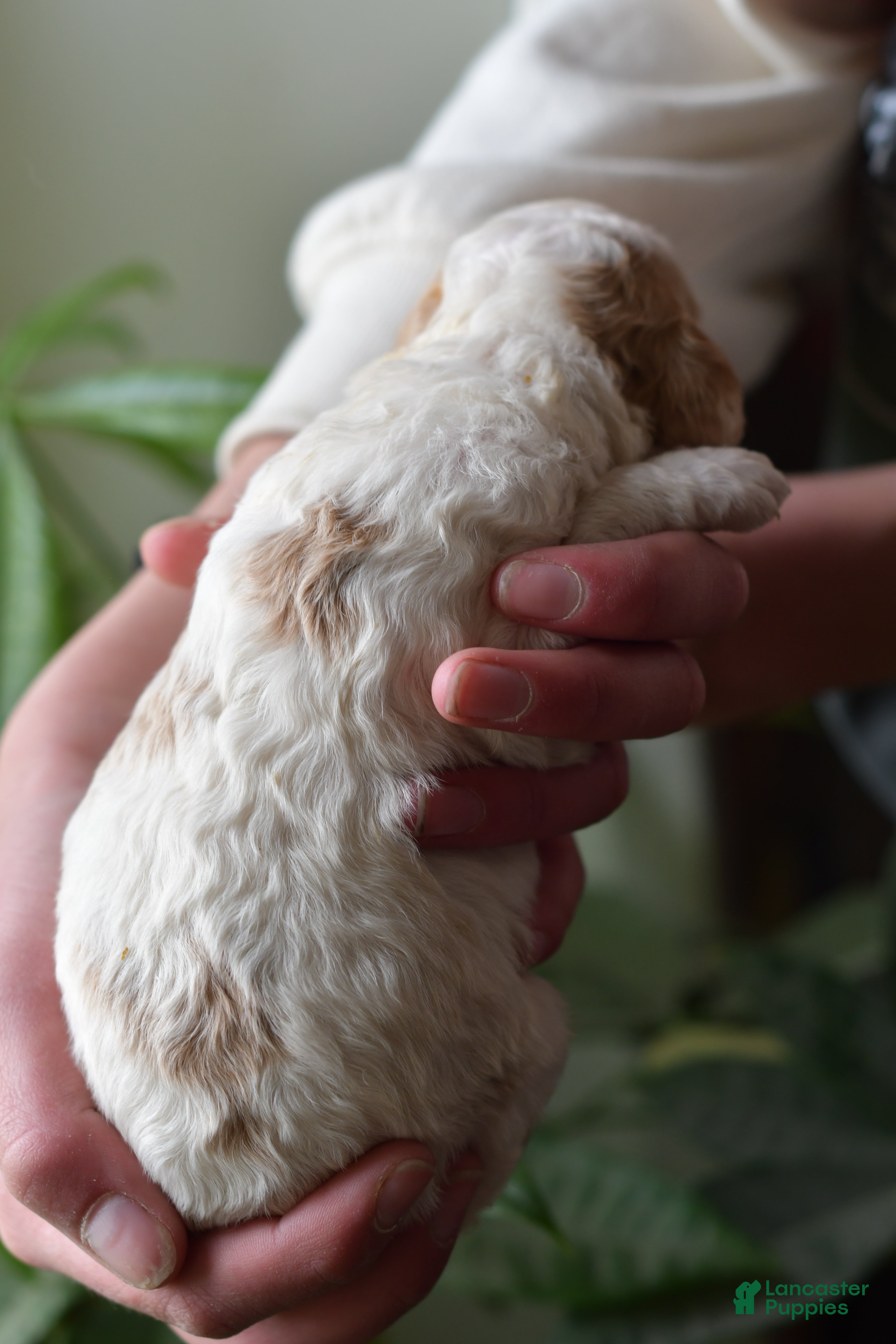 Standard Poodle dogs Standard Poodle Puppy 3 - Ad 2