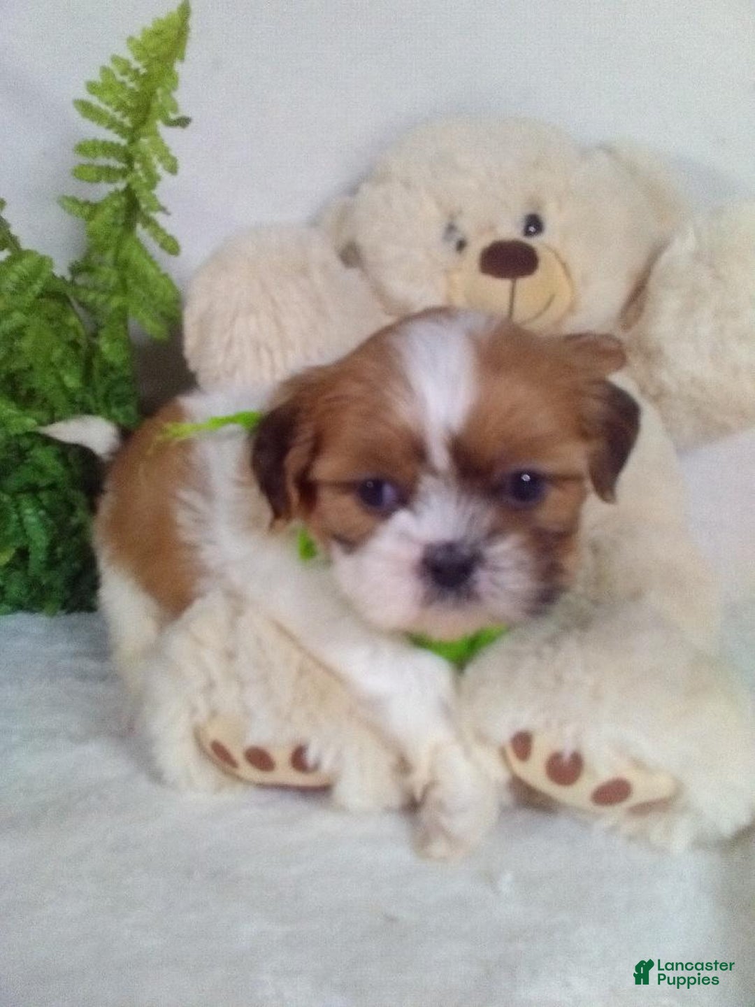 Shih Tzu dogs for sale: Carlos - Ad 3
