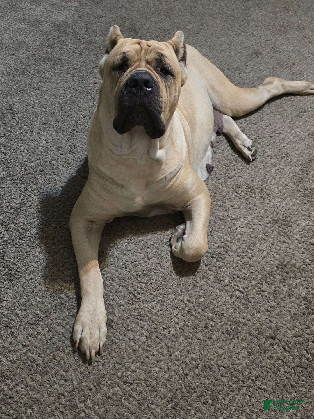 Cane Corso dogs for sale: Cane Corso Puppy 11 - Ad 12