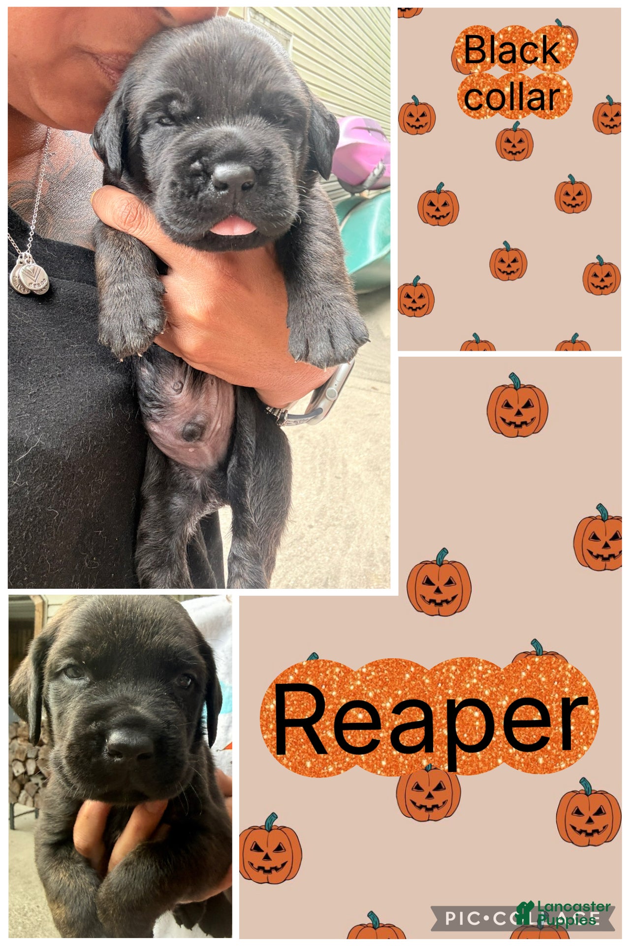 Cane Corso dogs Reaper - Ad 32