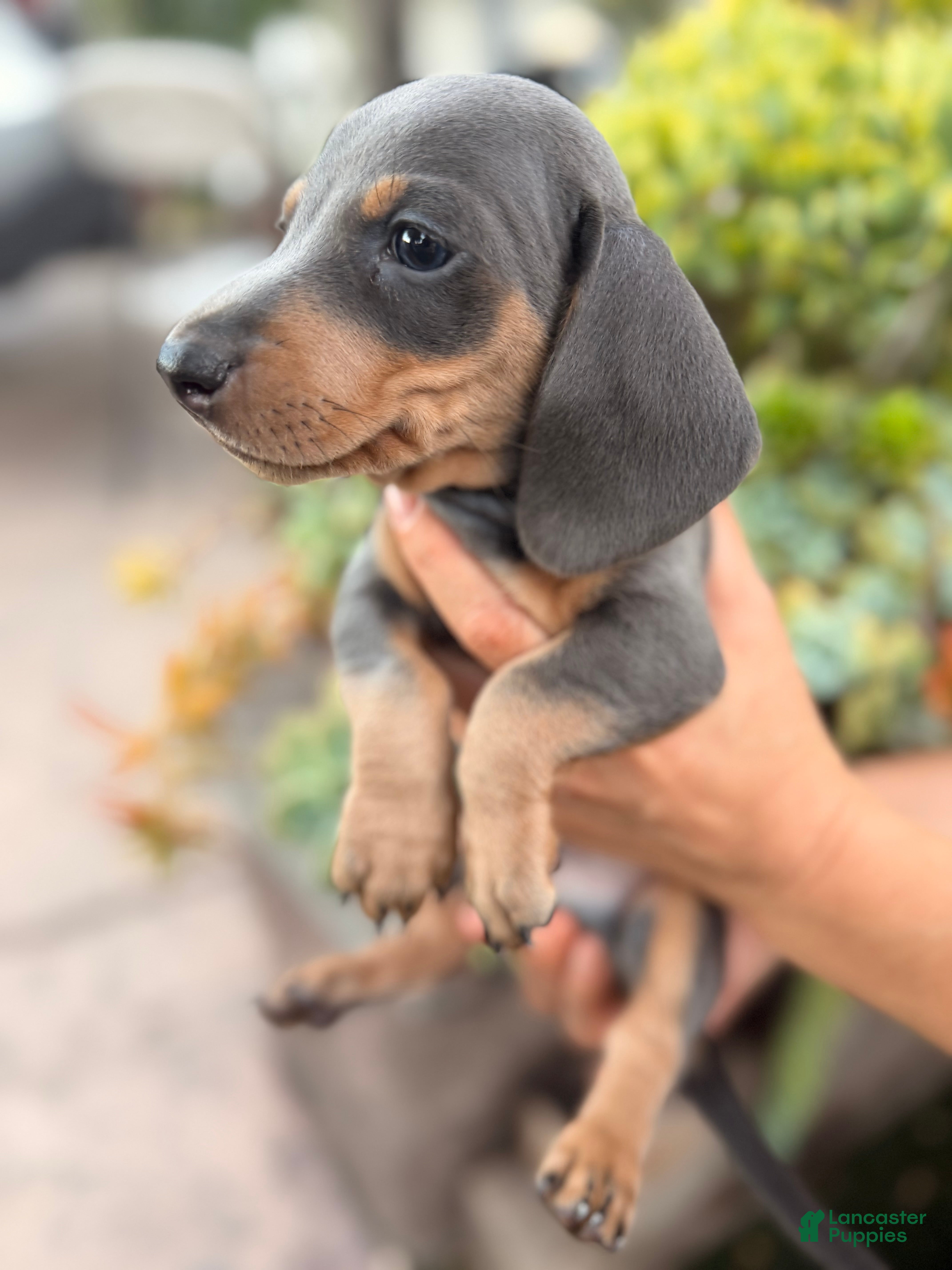 Miniature Dachshund dogs for sale: Miniature Dachshund blue boy - Ad 1