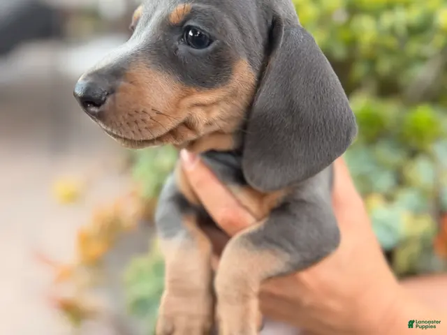Miniature Dachshund dogs for sale: Miniature Dachshund blue boy - Ad 1