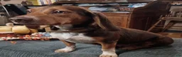Beagle dogs for sale: JarJar Binx - Ad 3