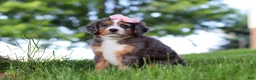 Mini Bernedoodle dogs for sale: Junebug - Ad 5