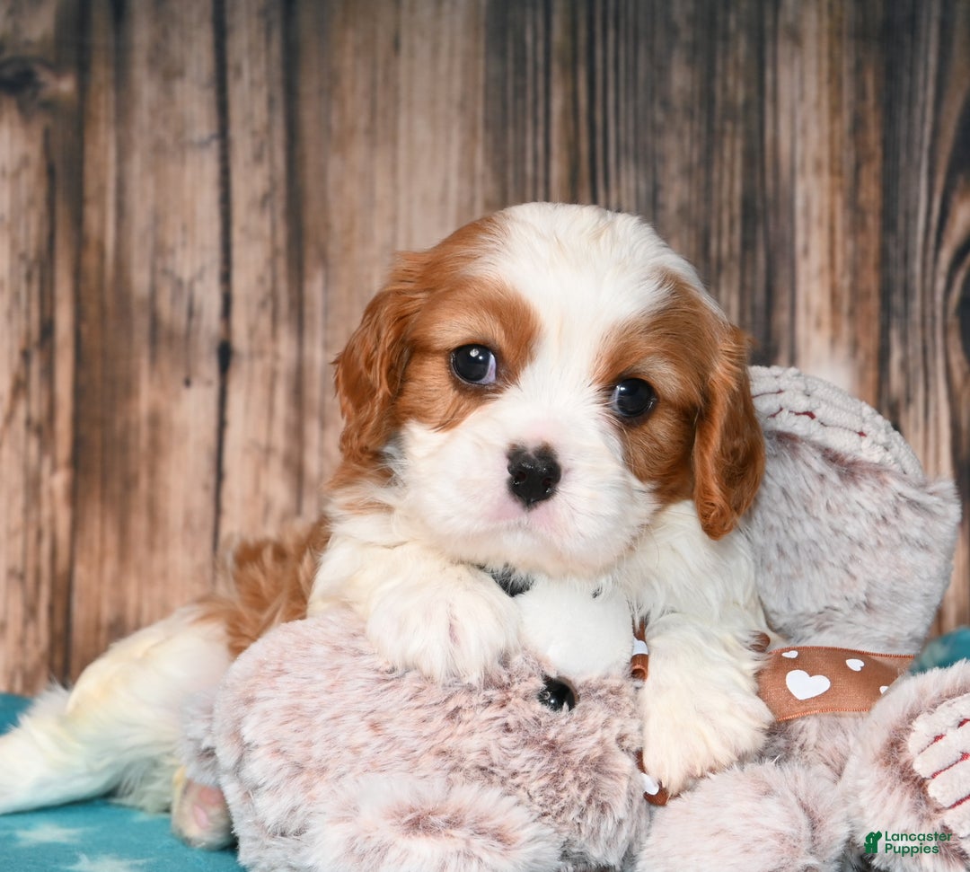 Cavalier King Charles Spaniel dogs for sale: Gizmo  - Ad 8