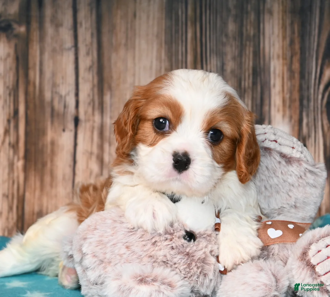 Cavalier King Charles Spaniel dogs for sale: Gizmo  - Ad 8