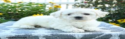 Bichon Frise dogs for sale: Lemon - Ad 3