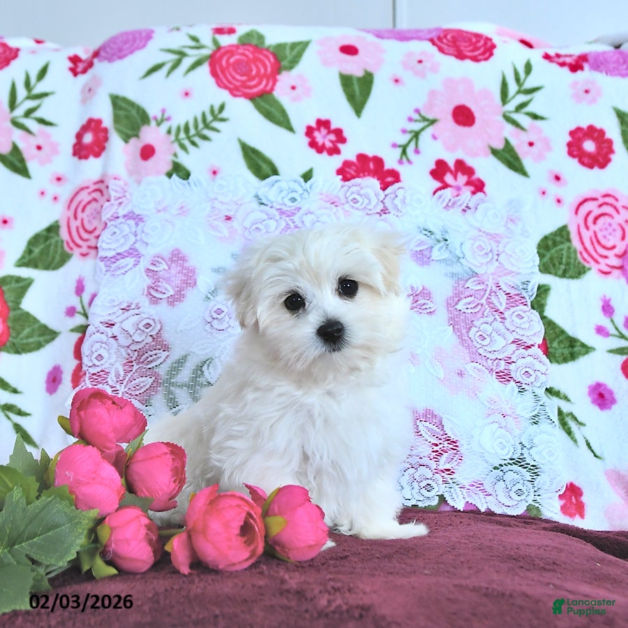 Maltese dogs Finn EXTRA SMALL - Ad 3