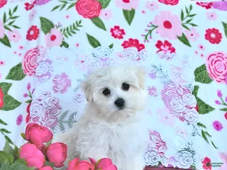 Maltese dogs Finn EXTRA SMALL - Ad 3