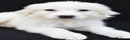 Great Pyrenees dogs for sale: Marla - Ad 8