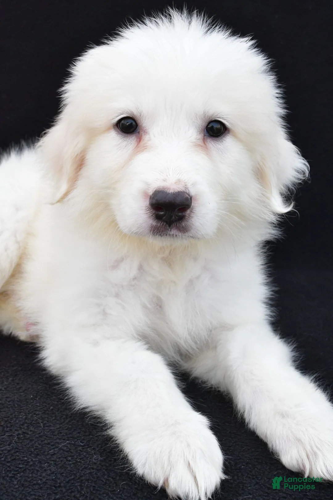 Great Pyrenees dogs for sale: Marla - Ad 8