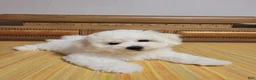 Bichon Frise dogs for sale: Ben (Male) - 9 weeks Old - Ad 1