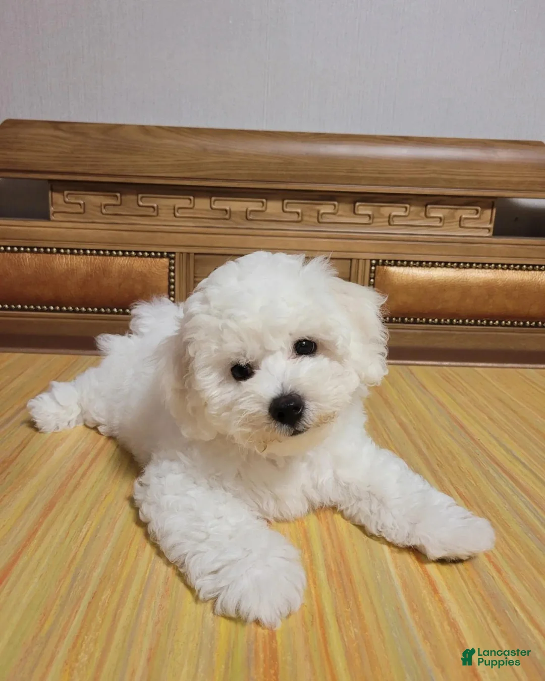 Bichon Frise dogs for sale: Ben (Male) - 9 weeks Old - Ad 1