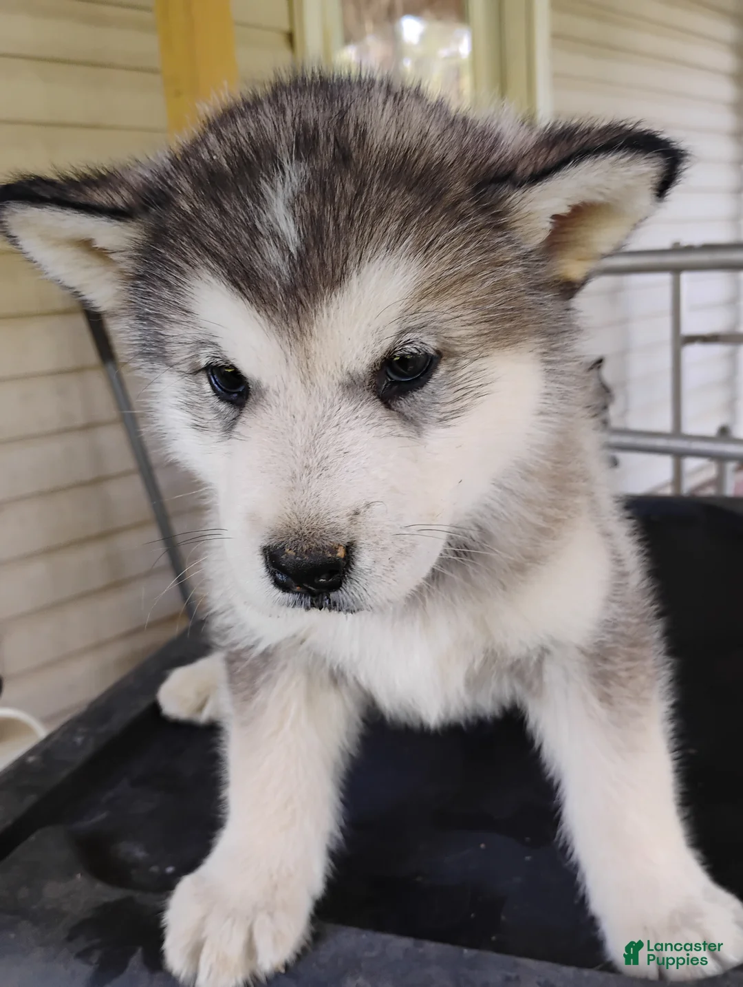 Alaskan Malamute dogs for sale: Alaskan Malamute Puppy 8 - Ad 2