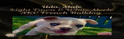 French Bulldog dogs for sale: Udo “Black”Collar, Male - Ad 6
