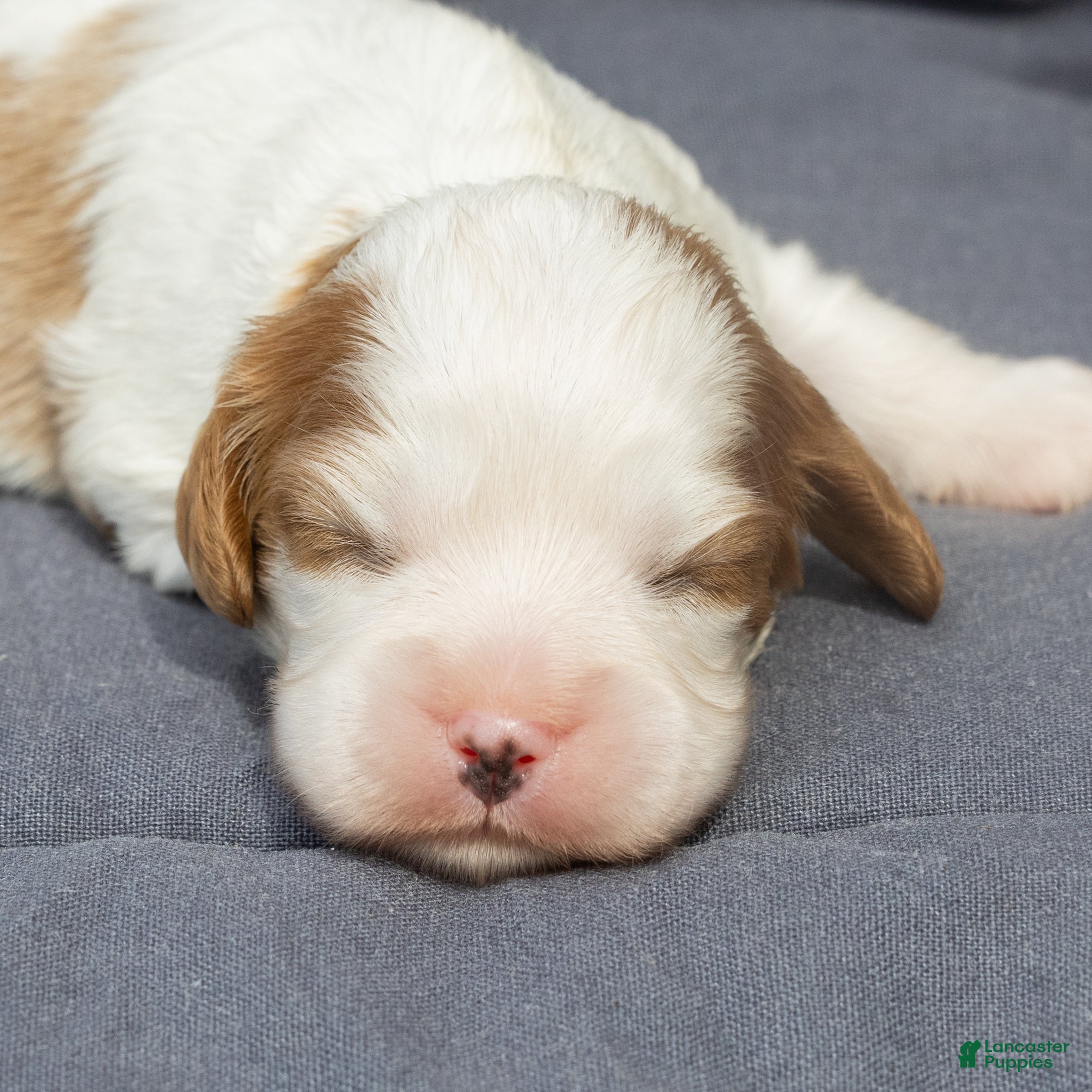 Cavalier King Charles Spaniel dogs Ben Cavalier King Charles Spaniel  - Ad 2