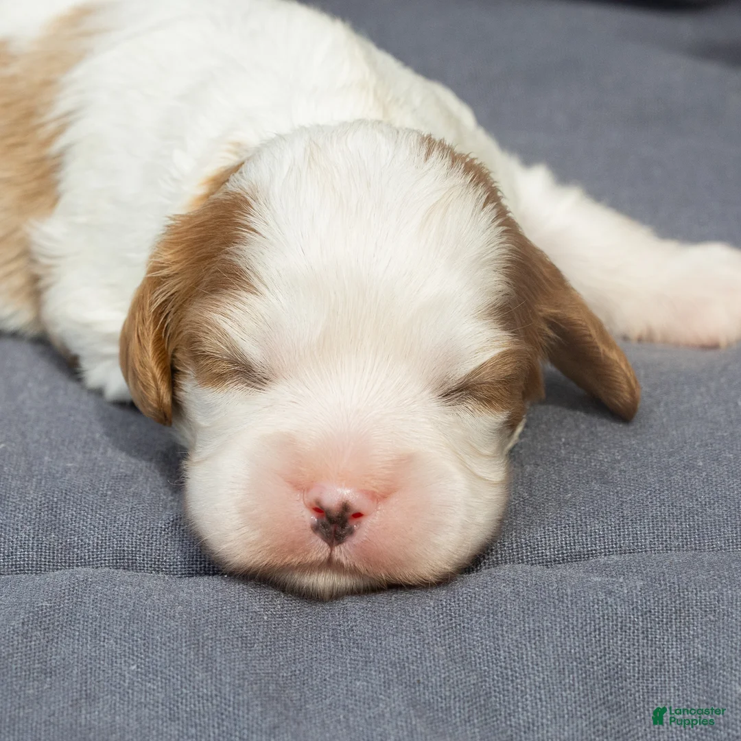 Cavalier King Charles Spaniel dogs for sale: Ben Cavalier King Charles Spaniel  - Ad 2