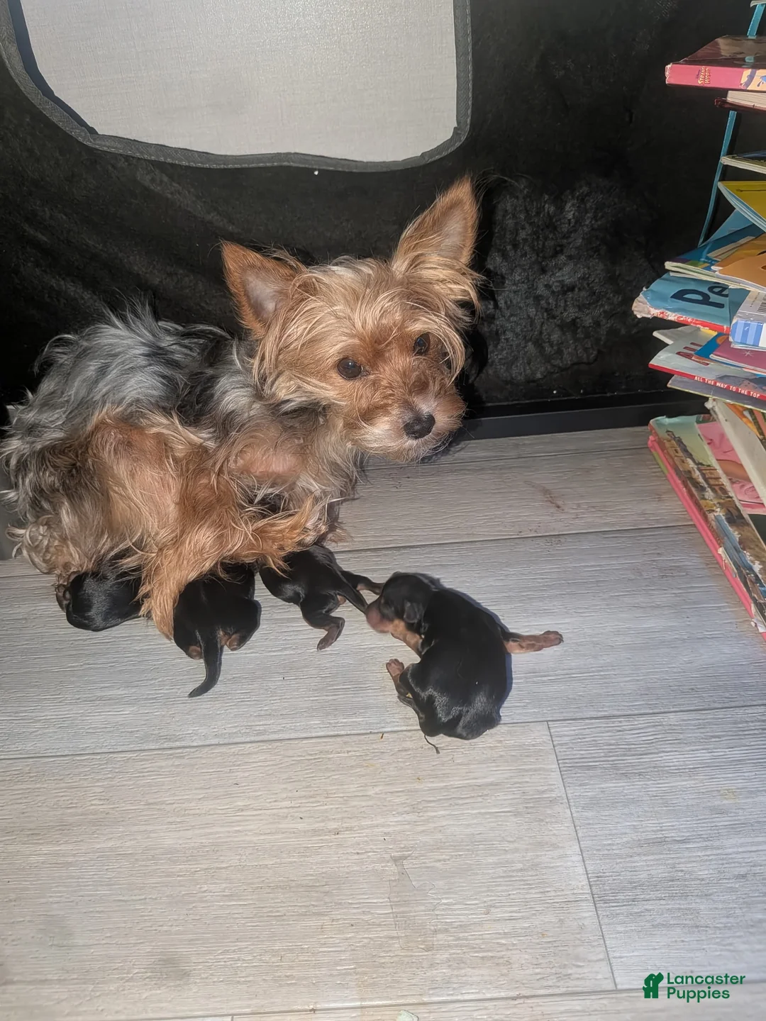 Yorkiepoo dogs for sale: Yorkiepoo 2 chunky one - Ad 2