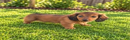 Miniature Dachshund dogs for sale: Barbie - Ad 3