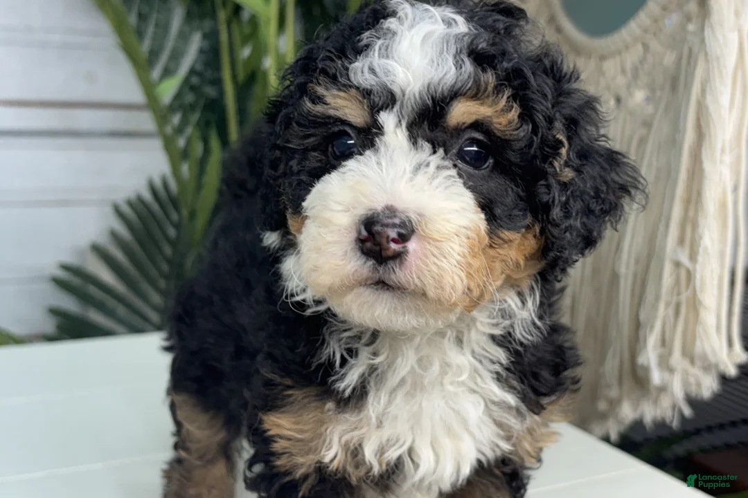 Mini Bernedoodle dogs for sale: Cinnamon - Ad 1