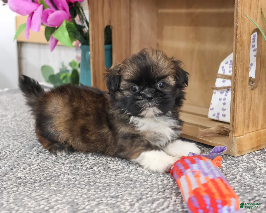Shih Tzu dogs for sale: Hallie - Ad 2