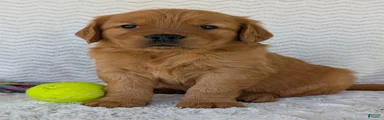 Charlie