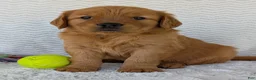 Golden Retriever dogs for sale: Charlie - Ad 1