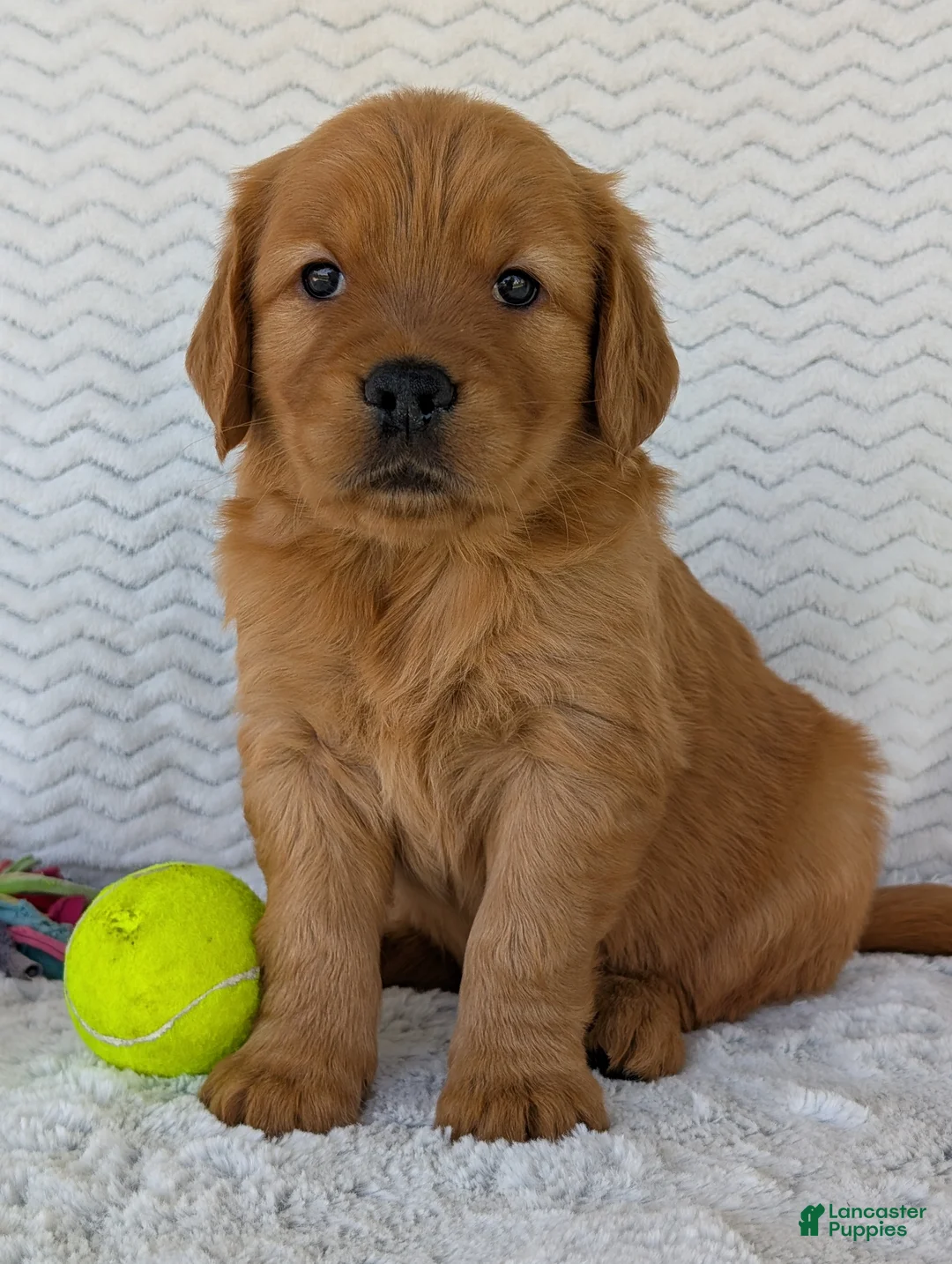 Golden Retriever dogs for sale: Charlie - Ad 1