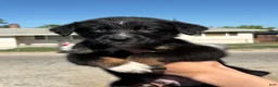 Mixed Breed dogs for sale: Loki - Ad 4