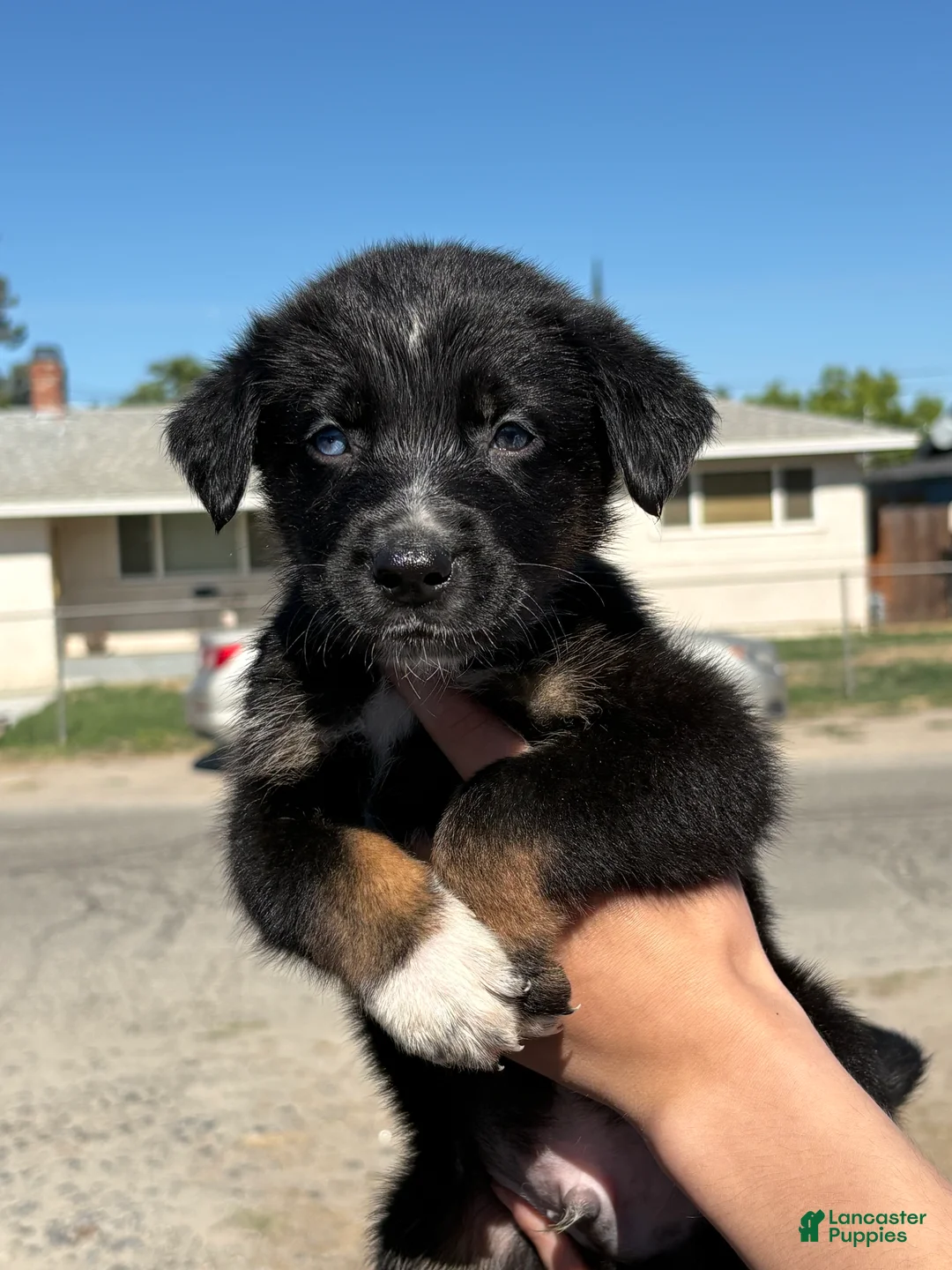 Mixed Breed dogs for sale: Loki - Ad 4