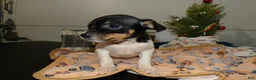 Rat Terrier dogs for sale: Rat Terrier Puppy 1 Rudy - Ad 4