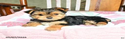 Morkie dogs for sale: Evangeline - Ad 2