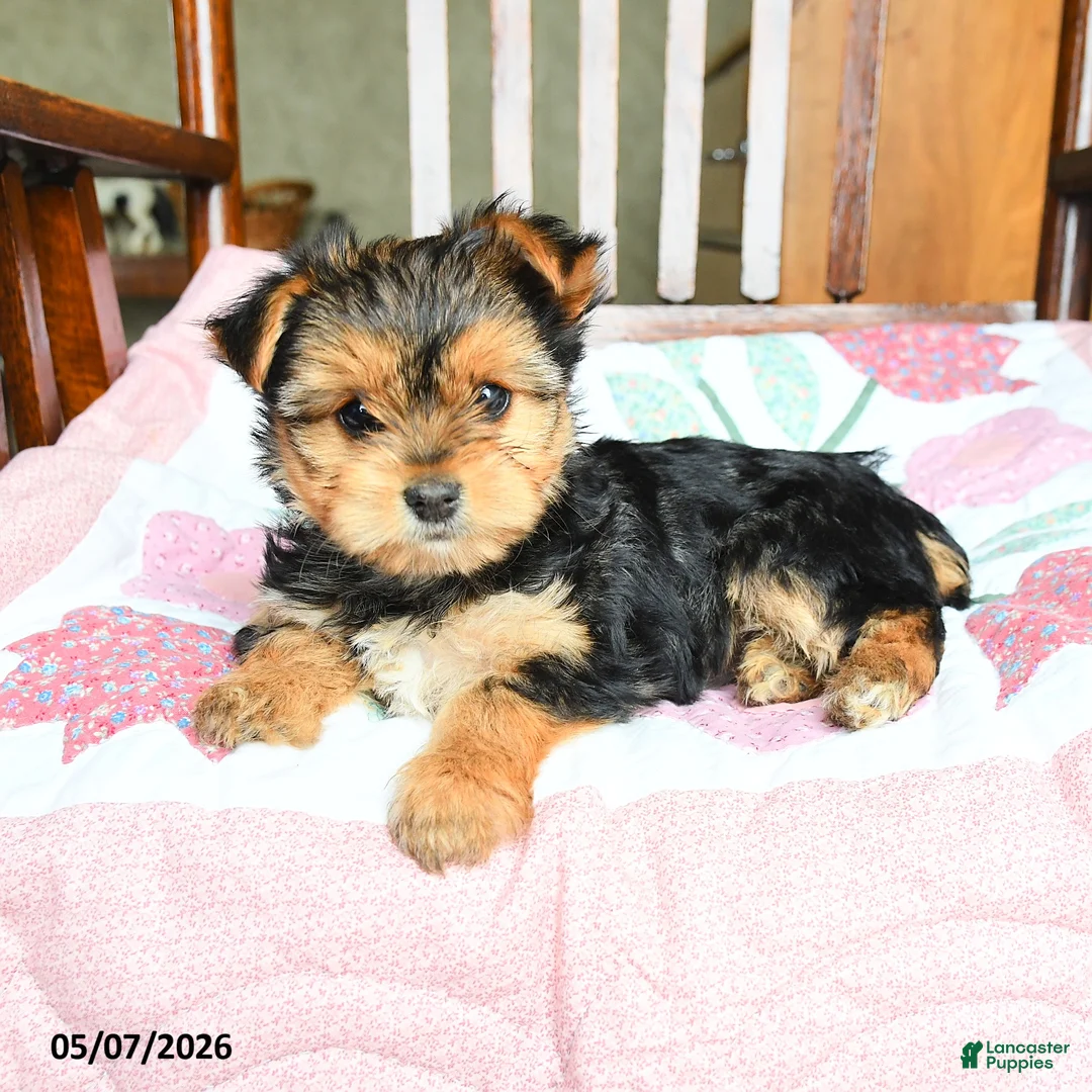Morkie dogs for sale: Evangeline - Ad 2