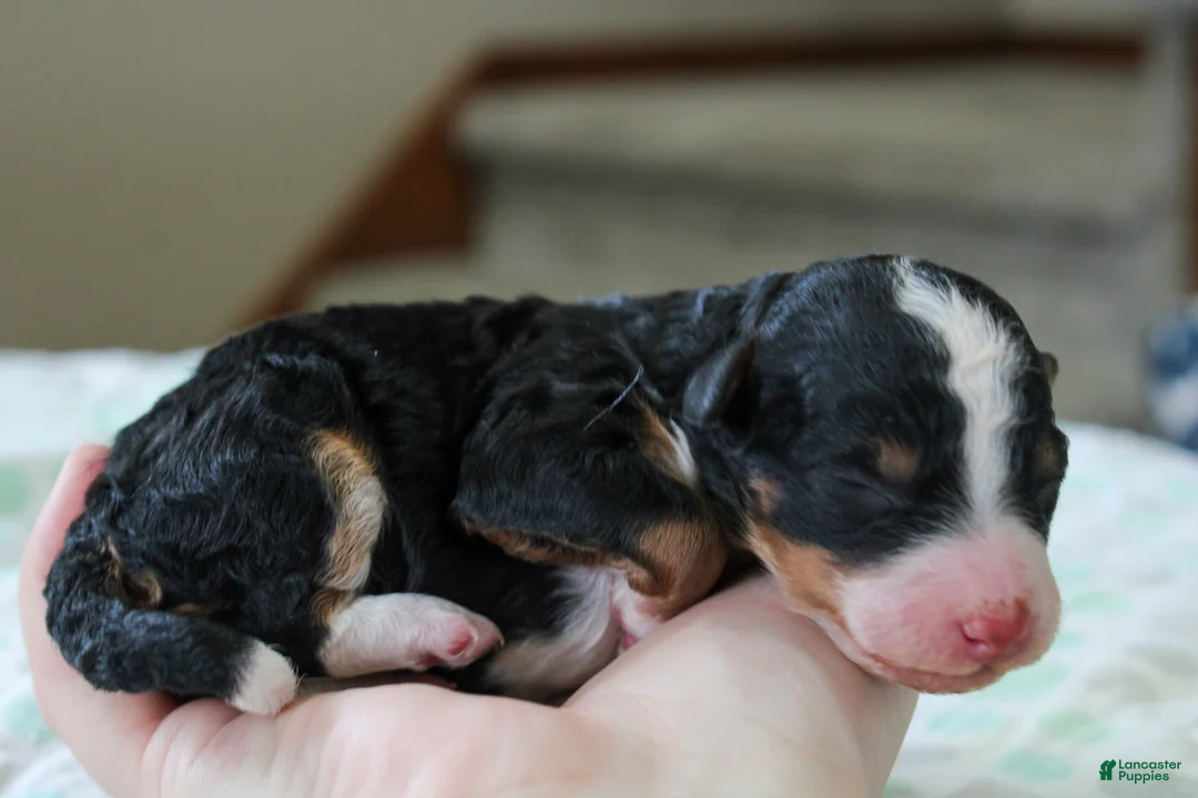 Mini Bernedoodle dogs for sale: Rocky  - Ad 2