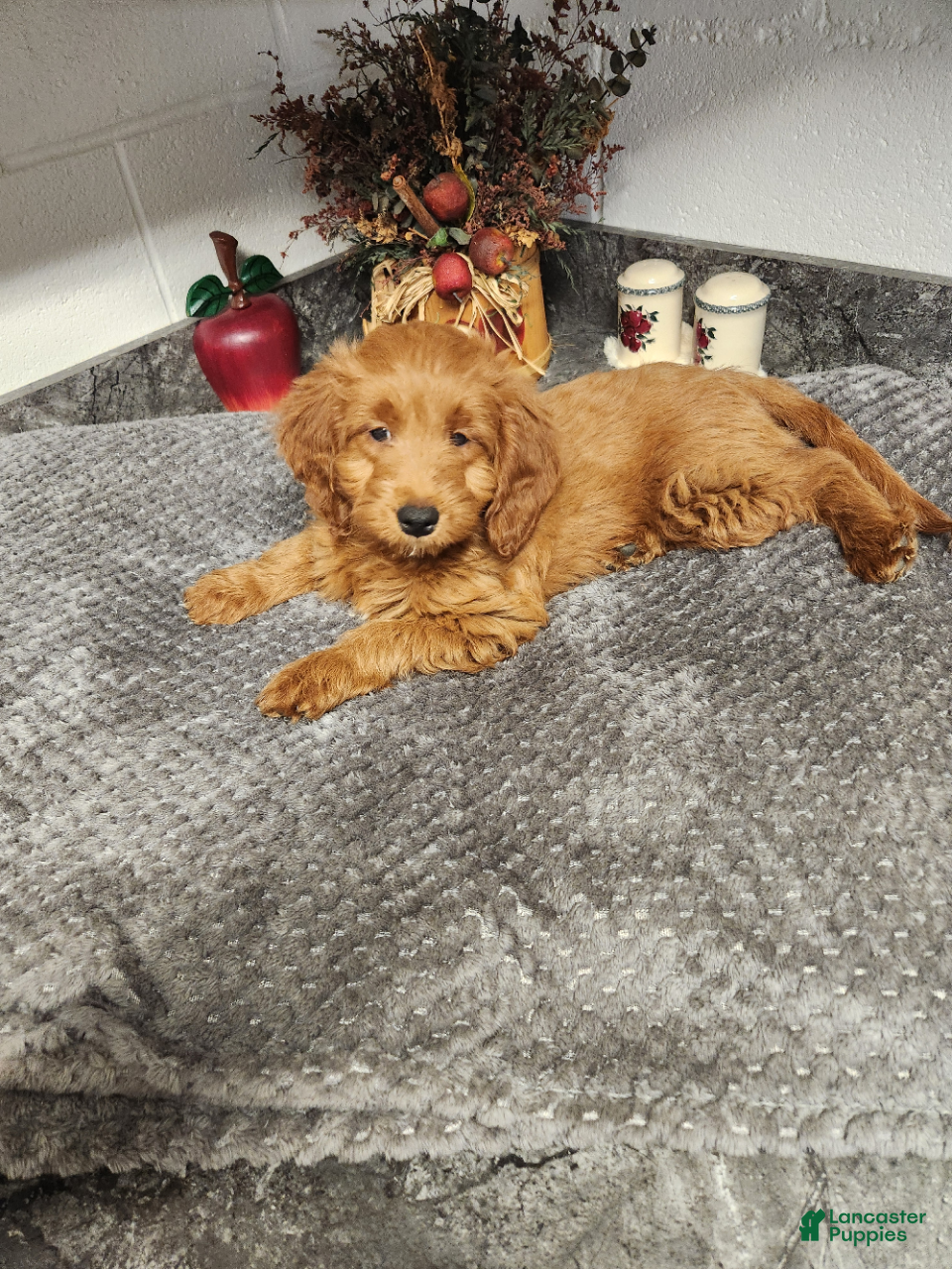 Mini Goldendoodle dogs for sale: Blossom - Ad 1