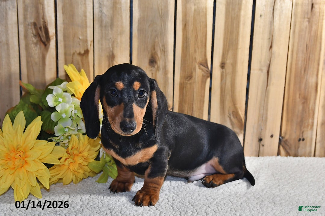 Miniature Dachshund dogs for sale: Vernon - Ad 4