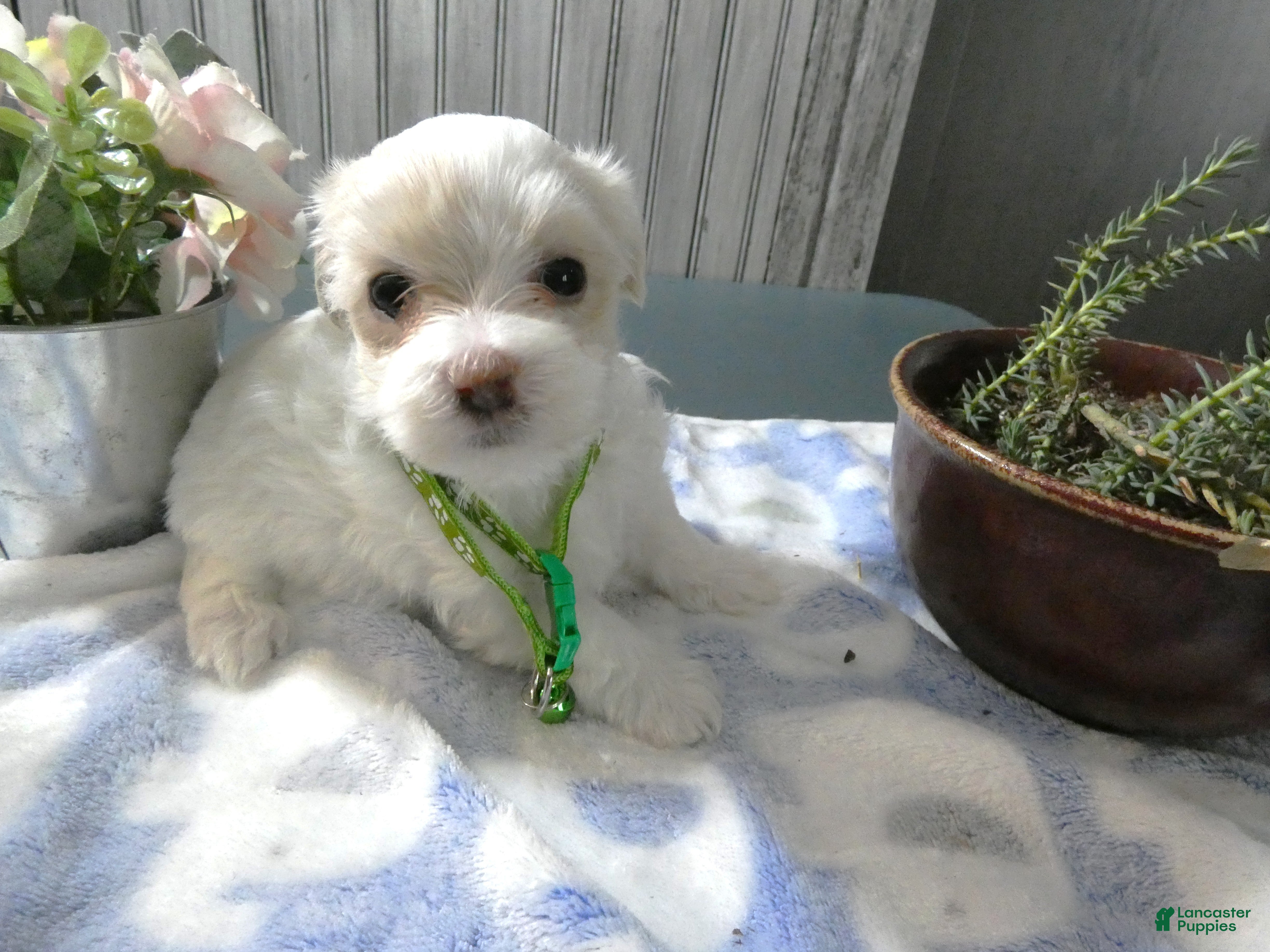 Maltipoo dogs Maltipoo Puppy 3 Darla - Ad 3