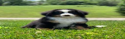 Bernese Mountain Dog dogs for sale: Teddy - Ad 1